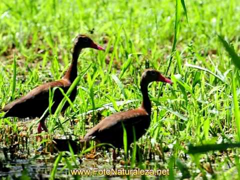Piche - Dendrocygna autumnalis