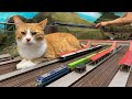 Do You Want To Take This Train Cats Causing Train Accidents At The Diorama Café