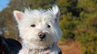 preview picture of video 'Oliver, an Adorable 4-1/2-year-old Westie ADOPTED in Manahawkin, NJ'