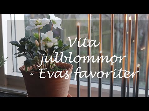 Vita julblommor  -  Evas favoriter