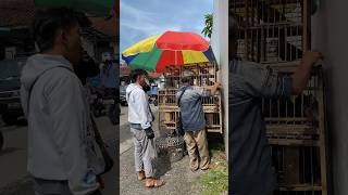 Download lagu Buy a pigeon to release #pigeon #pets #bolang mp3 Download lagu Buy a pigeon to release #pigeon #pets #bolang mp3