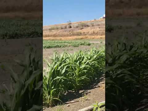 #riograndedonorte #caicó Açude Itans Seco maior #água agua