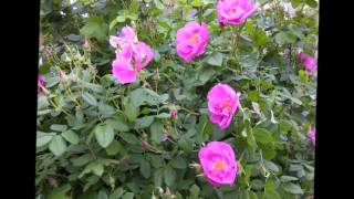 Sylvain Cossette - Je pense encore à toi