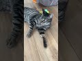 Gray Tabby Cat Billy Is Tired After Playing Too Much