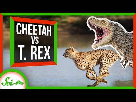 Why Are Cheetahs the Fastest Land Animal?