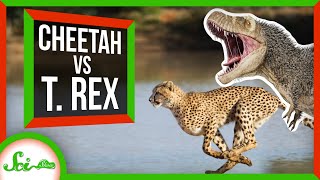 Why Are Cheetahs the Fastest Land Animal?