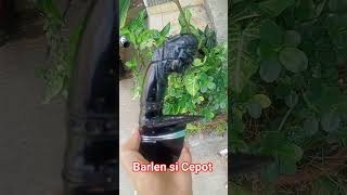 Download lagu golok Barlen si Cepot// golok petok Barlen// #golokbarlen #cibeureum #tanjungsiang #subang mp3 Download lagu golok Barlen si Cepot// golok petok Barlen// #golokbarlen #cibeureum #tanjungsiang #subang mp3