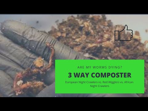 Did We Have Another Die-Off?  3-Chambered Composter Update