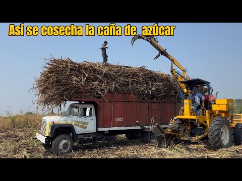 This is how sugarcane is harvested in Veracruz