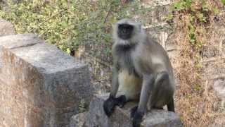 preview picture of video 'Inde 2013 : Junagadh - Langurs 2'