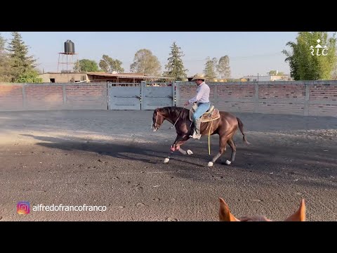 C15P5 THE ROAD TO FUTURITY VIP - Alfredo Franco