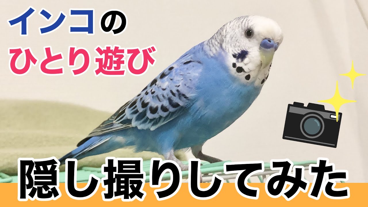 インコのひとり遊びを隠し撮りしてみた #セキセイインコ