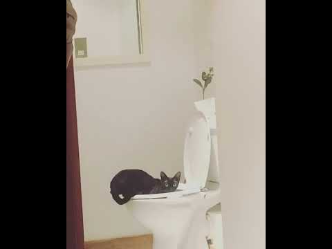 Catching my cat drinking toilet water