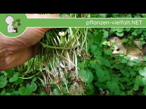 Scharbockskraut - Wurzeln/Brutknöllchen - 25.04.18 (Ficaria verna) - Wildpflanzen Bestimmung