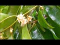 বকুল ফুল বকুল ফুল Bokul Fool Bokul Full