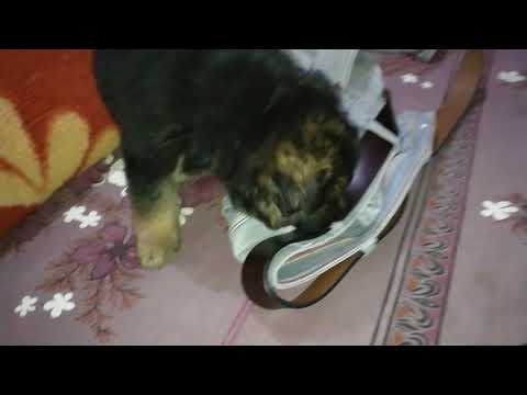 My Boy Robin(German Sherphed)(1)