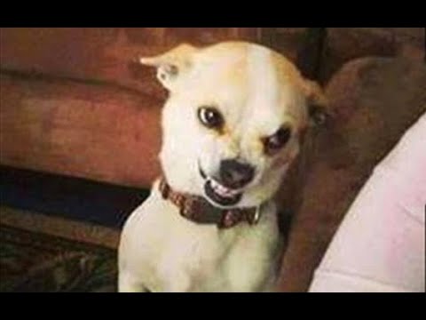 funny_videos_2020_animals Mp4 3GP Video & Mp3 Download unlimited Videos  Download 