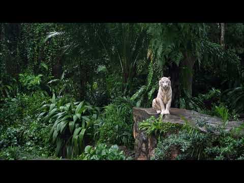 Xuqutopi & Stefan Kronsteiner - En Medio De La Selva (Xuqutopi edit) [NUMA]