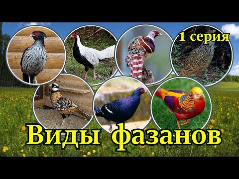 , title : 'Виды фазанов в моём питомнике. Pheasant species in my nursery.'