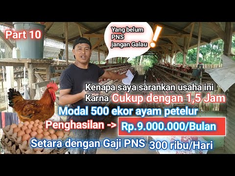 , title : '🔴Live Modal 500 ekor ayam petelur Penghasilan 9jt/bulan | PEMULA Part 10'
