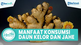 Manfaat Konsumsi Rebusan Daun Kelor dan Jahe Dapat Mencegah Berbagai Virus dan Penyakit