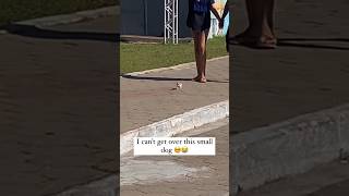 Smallest Dog In The World 😮