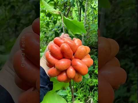 Mysterious Fruits of China That Will Leave You Amazed! #shorts #plants #farming