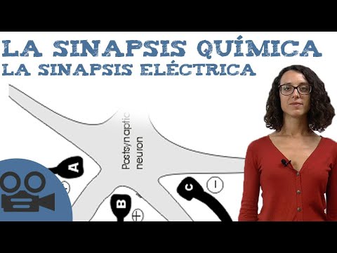 The chemical synapse and the electrical synapse