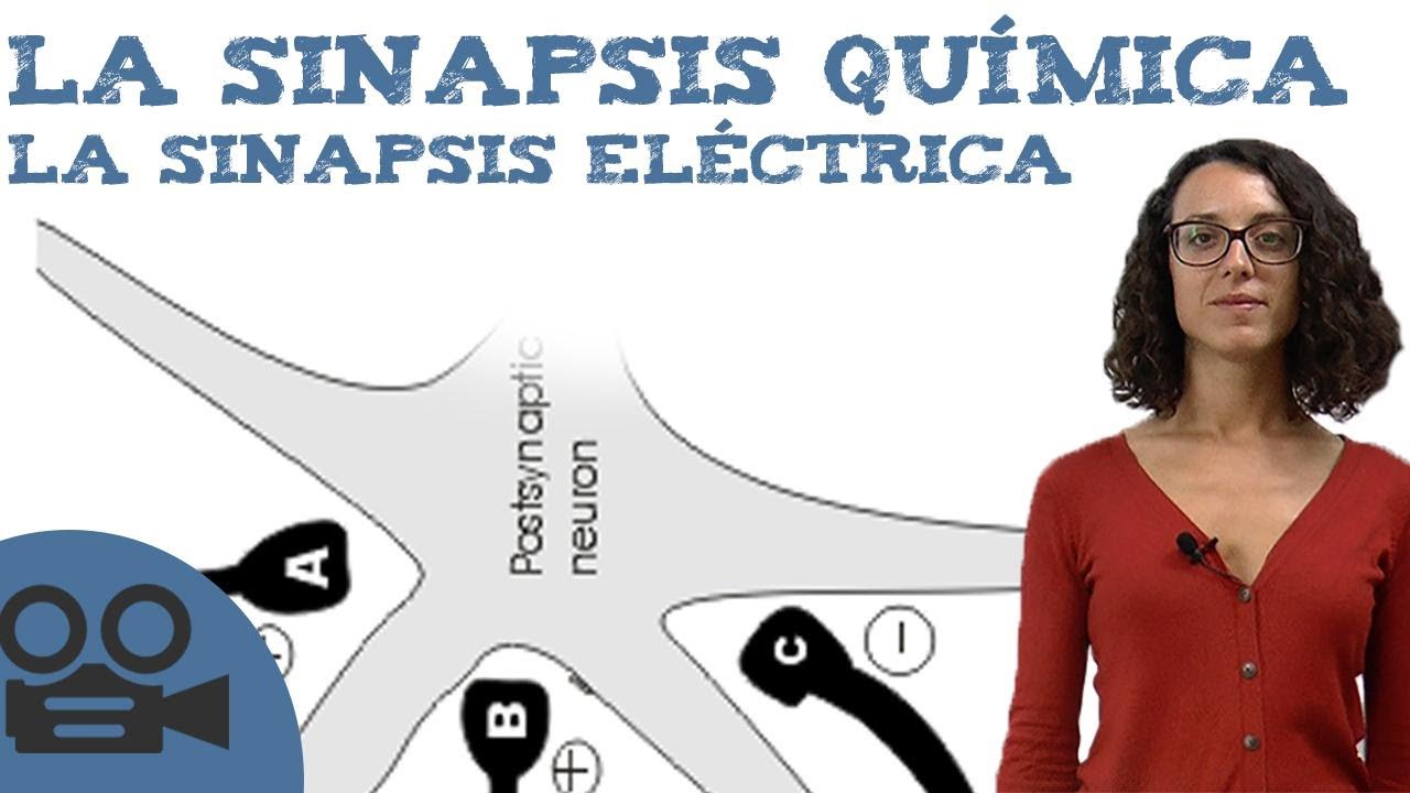 La sinapsis química y sinapsis eléctrica