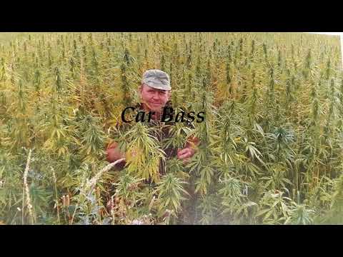 SIP€LGA14 x 5MIINUST x SASS HENNO x 372 - kanepimees / räpasemees [BASS BOOSTED]