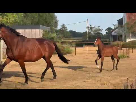 Recent homevideo