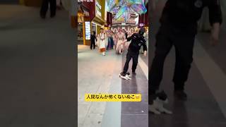 人間なんかこわくないぬこ様