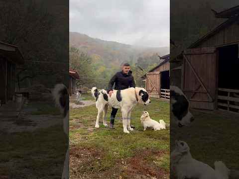 🤔oare trece testul Lupului _ superbitate marca Sergiu C.              #shorts #viral #youtubeshorts