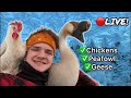 🔴 landscape live at the coop hand feeding chickens and geese 🤠🐔🔴