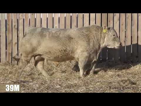 LOT #39 - RAWES SAMSON 39M