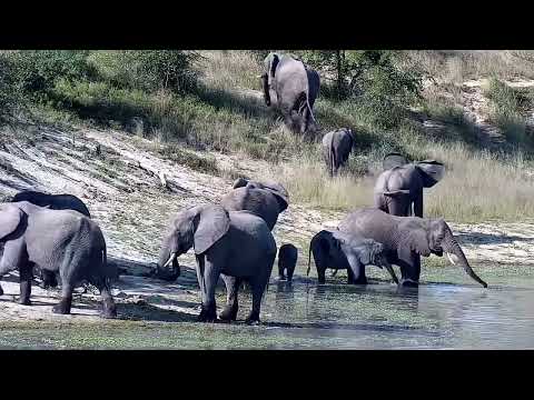 Djuma: Elephants get a quick drink  at the dam - 14:53 - 05/05/2022