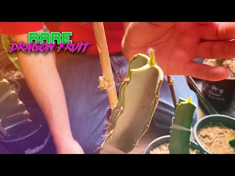 DRAGON FRUIT GRAFTING MEGA MIX ( Flat Graft, Drill Bit Method, Seedling Grafts and More )
