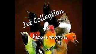 Download lagu Masteran Kacer Isian juara durasi pendek.isian paling di cari mp3 Download lagu Masteran Kacer Isian juara durasi pendek.isian paling di cari mp3