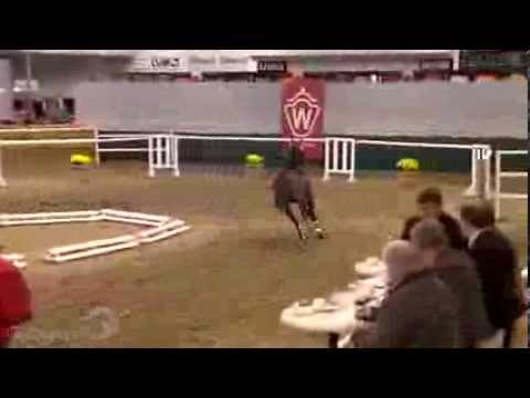 Catoon, 2j. Hengst Contendro ll X Castillo X Lancer lll