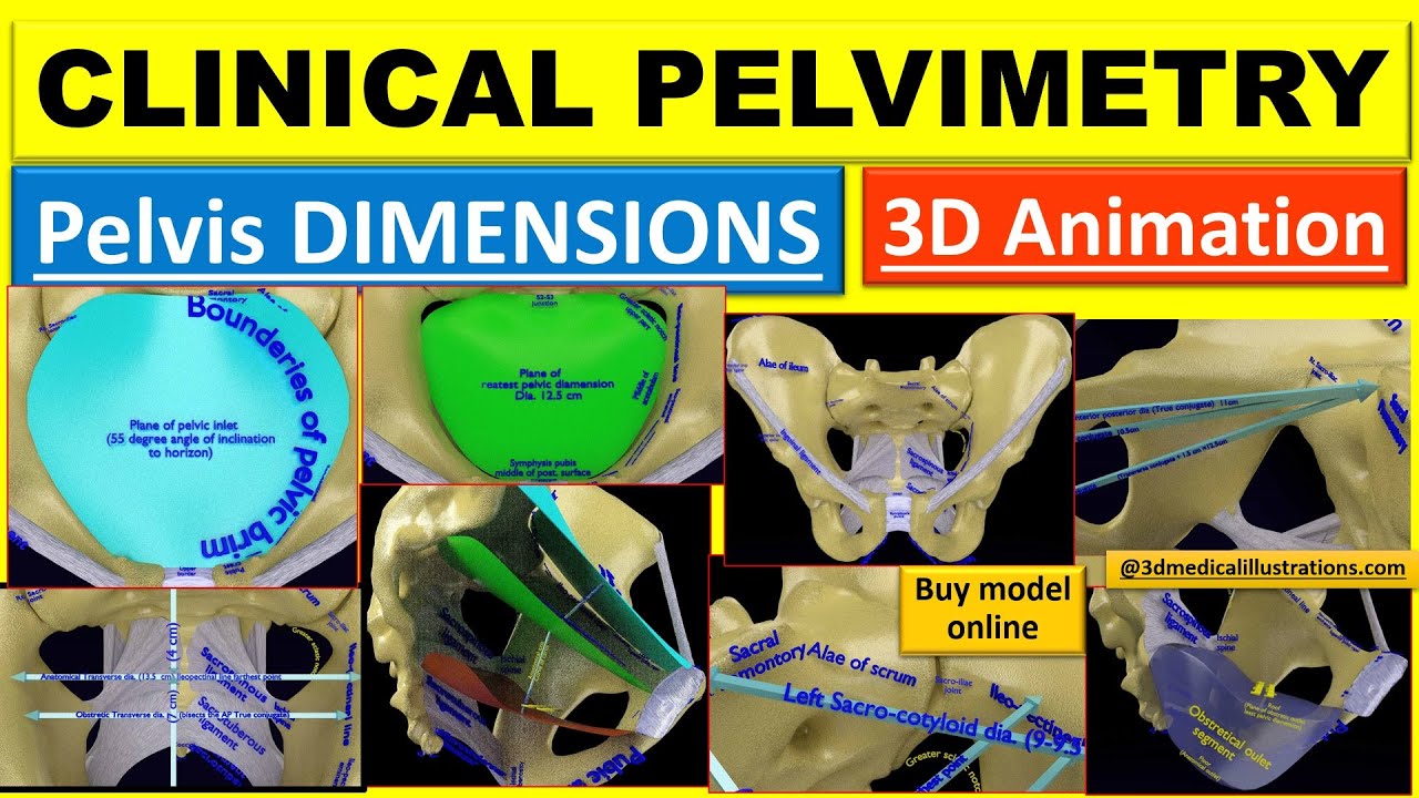 Female pelvis dimensions pelvimetry 3D Model