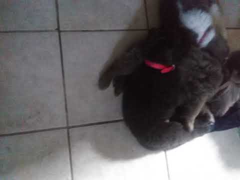 6 week Newfoundland puppies