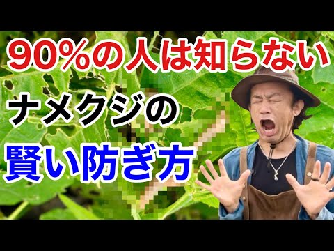 ネズミを殺す食べ物 重曹 おばあちゃんのレシピ どうすればいいですか