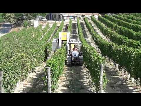 Vendemmia 2017. Monastero Bormida. Visconti Poggio
