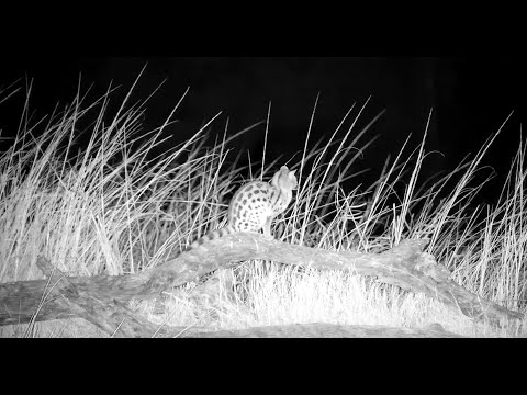 Genet hunting at djuma cam around the pan 6-27-25