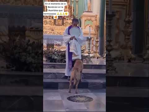 Mira la Reacción de Perro al ver al Santísimo #Milagro #Shorts #news