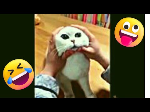 Funny Animal Videos 2022😂🐱|Funniest Cats and Dogs Videos 2022🐱🤣|Try Not To Laugh#funny#4k
