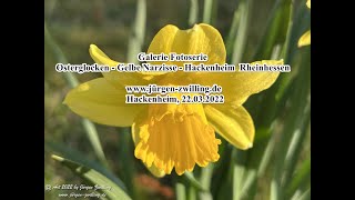 Galerie Fotoserie Osterglocken Gelbe Narzisse Hackenheim Rheinhessen