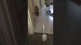 Puppy&#39;s first encounter with the toilet brush