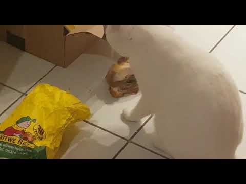 Pepe macht sich über den Hähnchenabfall her 🍗🐱