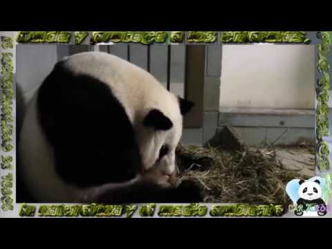Fabuloso Nacimientos de Dos Pandas